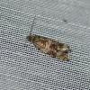 Celypha sp.